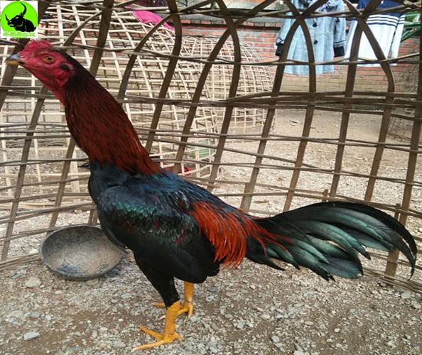 [斗鸡苗批发]斗鸡苗价格35元/只 - 惠农网