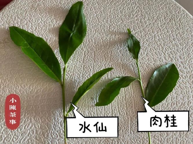 从外形香气到滋味岩茶里水仙和肉桂的4点不同它们不一样