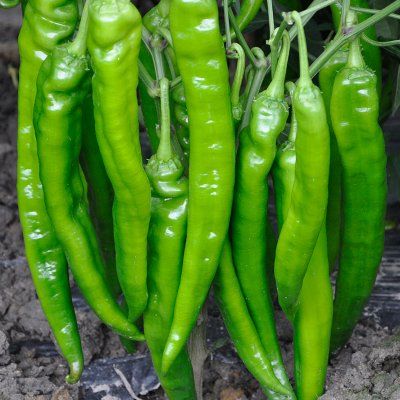 湖南湘研种业有限公司 - 辣椒种子 - 辣椒种子 珍丽