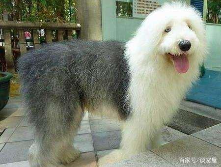学会这几点,漂亮的古牧犬带回家