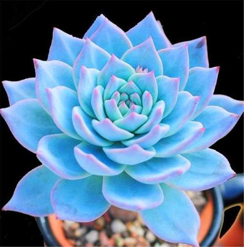 最美的6种蓝色多肉清冷高贵仙气飘飘秋天展现最美状态