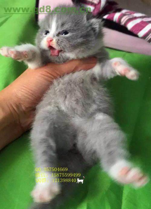 蓝白.折耳.虎斑