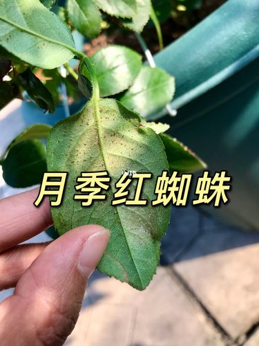 月季红蜘蛛_杀虫_冬天去哪玩_搭配_月季红蜘蛛_家居家装_家居装饰