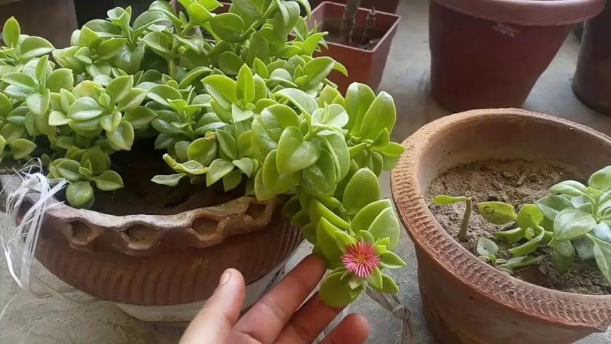 7种扦插繁殖很容易成功的多肉植物很适合在秋季的时候进行