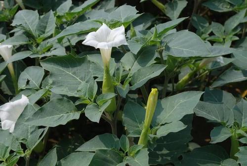 关于中药洋金花!