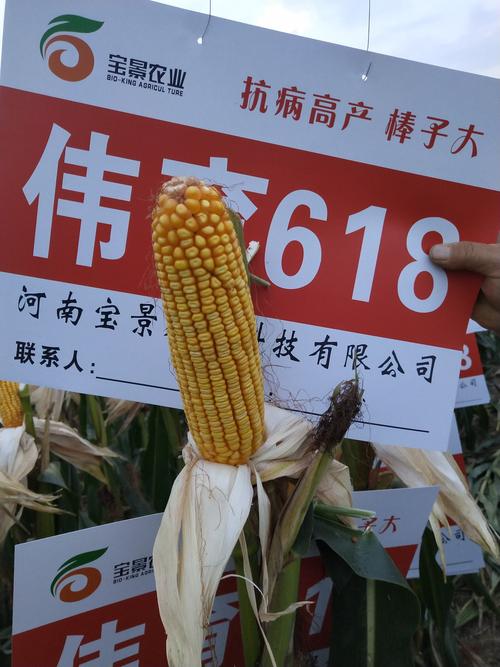 伟育618,稳产,高产.