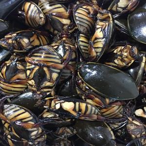 正宗东北杨氏特产金边龙虱冷冻新鲜水龟子水鳖虫 水老鳖 现捞现卖