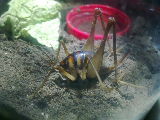 今天抓住一直虫子 长得像蝈蝈又像油葫芦 可是没有翅膀 问了好多人没