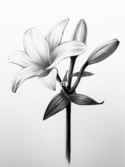素描百合花分步骤教学【收藏】_百合花_素描_绘画_铅笔_百合_寻找