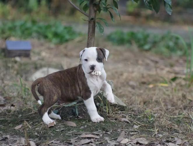 美国斯塔福幼犬|小狗|家庭伴侣犬|赛级犬_狗狗_宠物_狗_晒狗