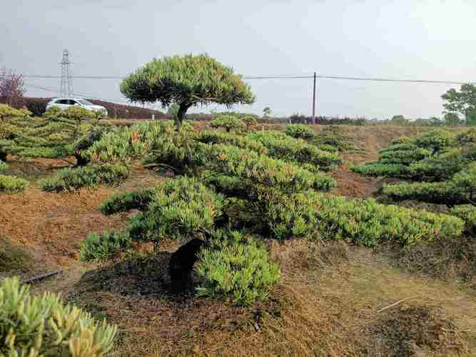 绍兴罗汉松种植基地