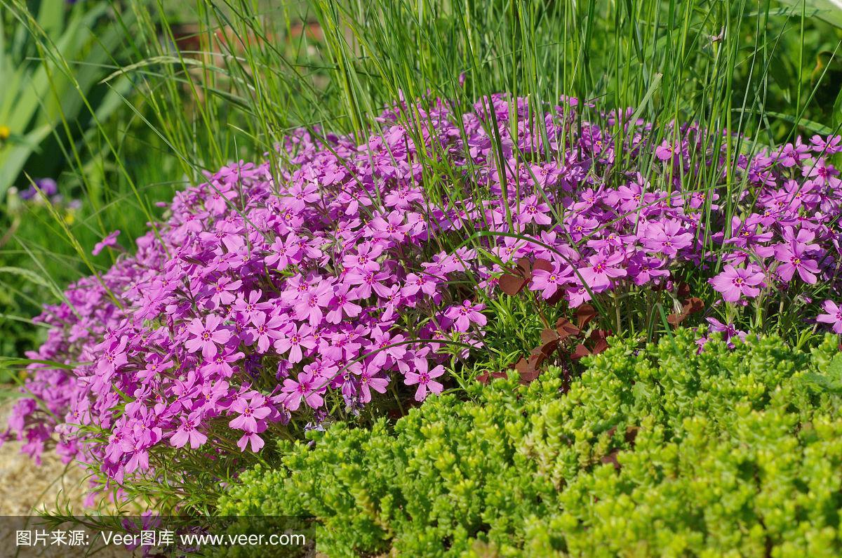 草夹竹桃属,园林,自然,水平画幅,无人