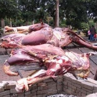 正宗 新鲜鸵鸟肉鸵鸟蛋 鸵鸟掌 酒店炒菜烧烤等食材特价批发包邮