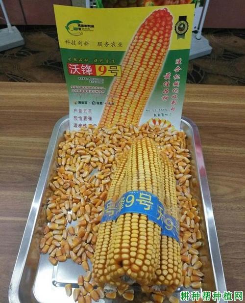 沃锋9号玉米品种好不好?