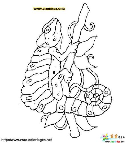 乐佩公主的宠物蜥蜴简笔画