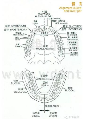 牙齿的形态图与口腔颌面解剖图