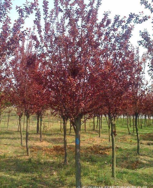紫叶李树苗
