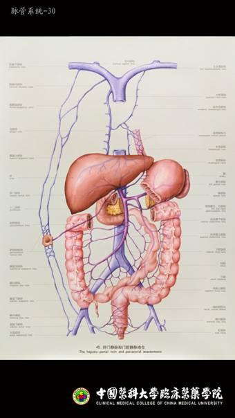 ②通过直肠静脉丛形成肝门静脉系的直肠上静脉与下腔静脉系的直肠下