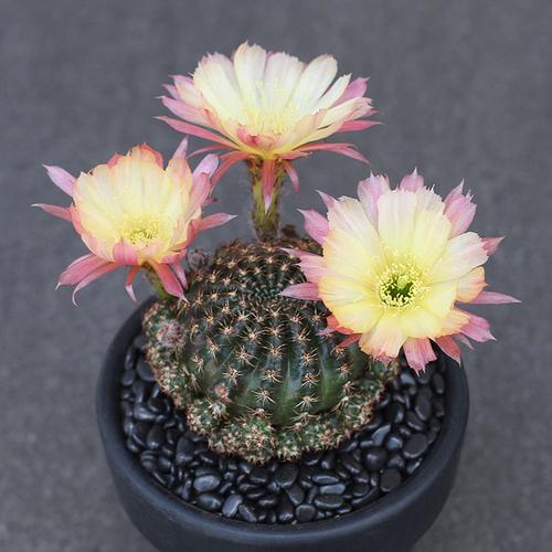 植物员外拉维亚lv3丽花开花仙人球丽花球属多多肉植物