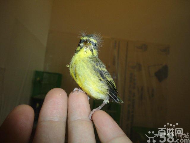 品种暂无 公母暂无 年龄暂无 其他联系