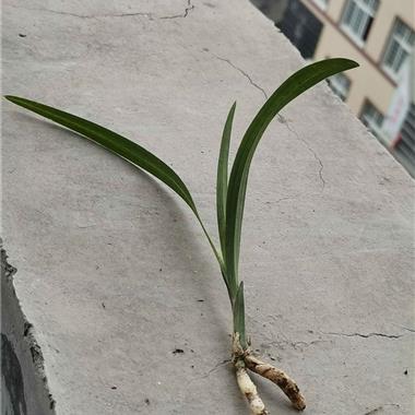 所有分类 下山新品 春剑 荷瓣 下山龙根春剑漂亮"圆头鱼肚叶"    拍卖