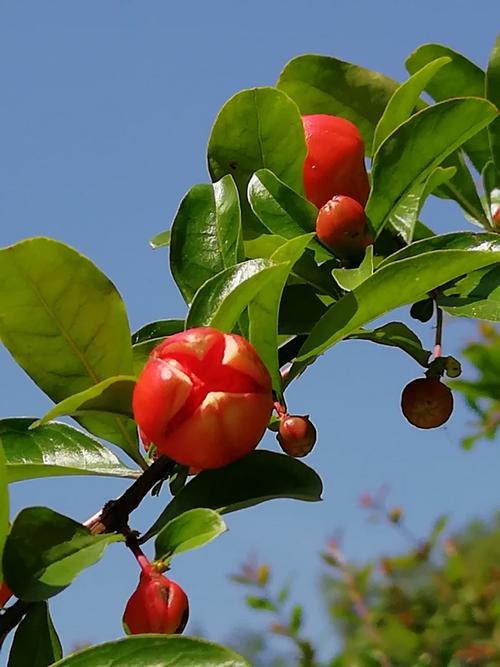 别名安石榴,海石榴,若榴,丹若,出力叶中草药石榴花[异名]榴花,酸石榴