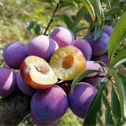 珍珠李:1箱x5斤/件,果实饱满 果肉鲜嫩 清爽可口