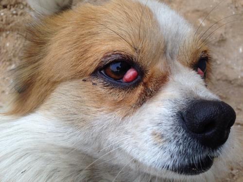 小狗眼睛是怎么了