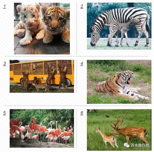 汇集了世界各地具有代表性的珍稀动物200余种上万余,整个园区分为食草