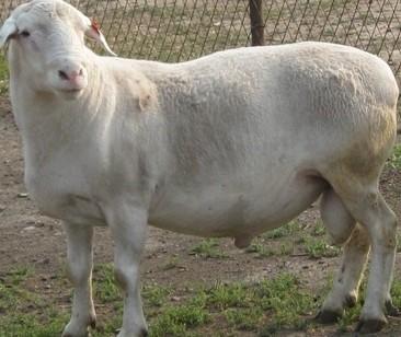  p>杜泊绵羊,英文名字dorper sheep,原产地 a target="_blank" href="