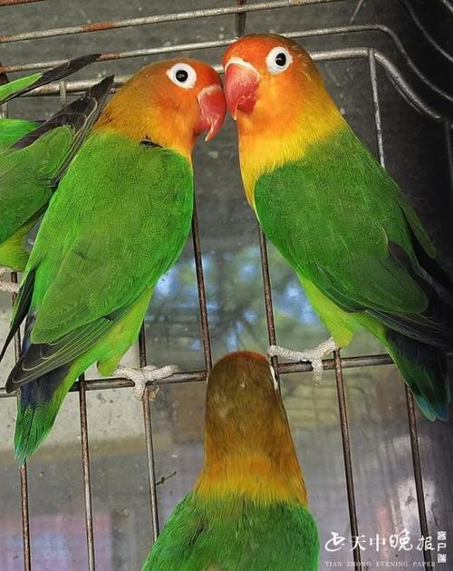 南海公园有一群可爱的费氏牡丹鹦鹉 为近危物种