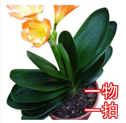 盆栽君子兰苗短叶圆头和尚当年开花高档精品品立花卉