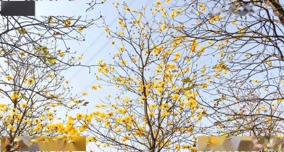 春天枝条叶疏,夏天长叶结果荚;会随着四季变化而更换风貌黄花风铃木是