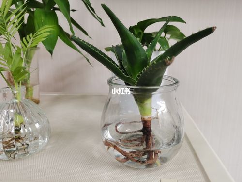 芦荟水培_芦荟_家居家装_家居装饰