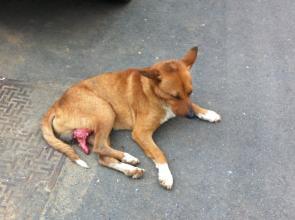 公狗生殖器博起啥样子