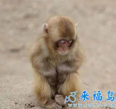 修炼瑜伽的猴子 - 搞笑图片盒子