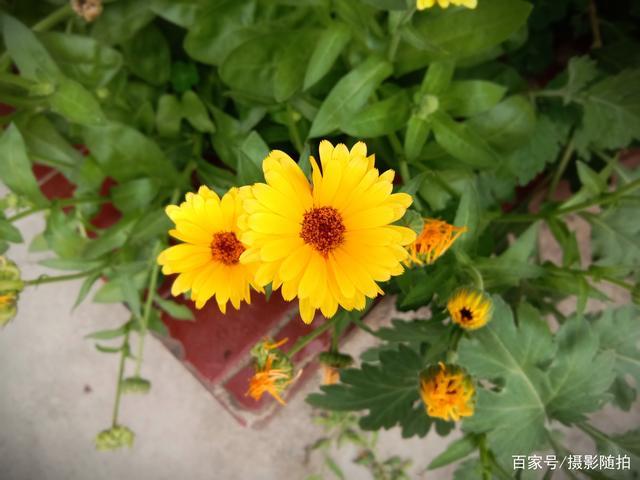 美就在身边,早晨,手机随拍,漂亮的花朵