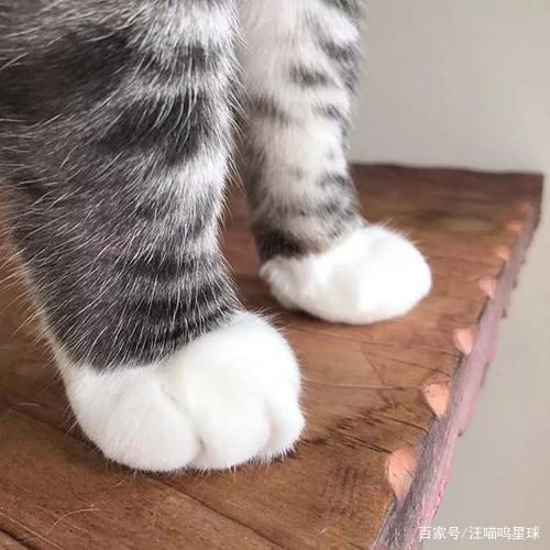 猫咪的爪爪可是出了名的可爱,白白嫩嫩,尤其再修剪完脚毛以后,整整齐
