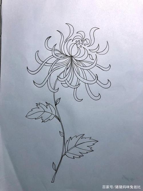 怎么画漂亮的菊花