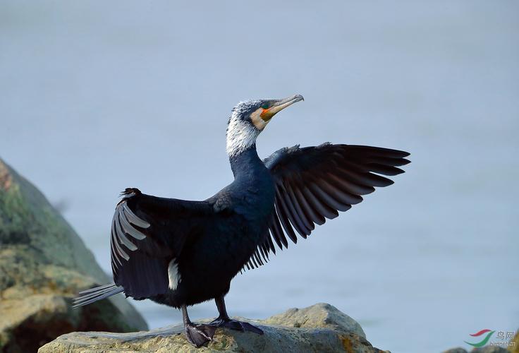 有繁殖羽的普通鸬鹚 - 湖南版 hunan 鸟网