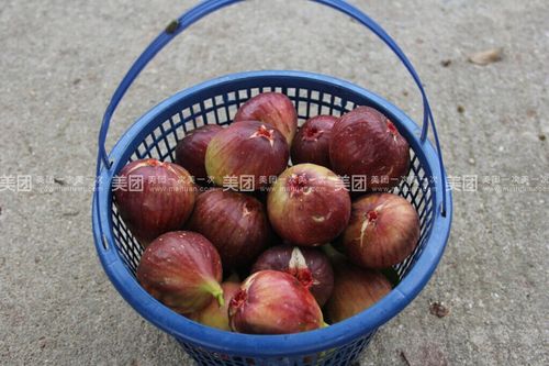玛斯义陶芬无花果