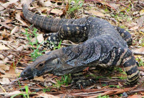 巨蜥是世界上较大的蜥蜴类之一,具有"五爪金龙"的别称
