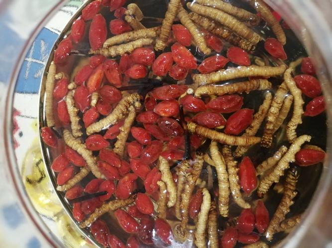 中医认为,冬虫夏草味甘,性温,虫草入肺肾二经,既能补肺阴,又能补肾阳
