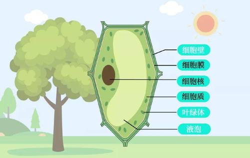 【生物大师初中】细胞的结构——小细胞大世界