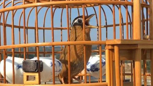 美妙的母画眉叫声,一起来听听吧