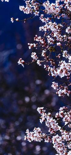 配套壁纸分享 锁屏和主屏幕壁纸是配套的