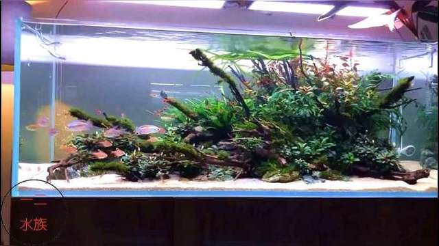 1.2米草缸,维护了一年,鱼缸设备一步到位,造景水平直追专业级