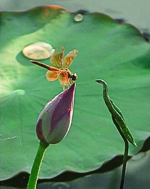 《我爱荷花》映日荷花别样红