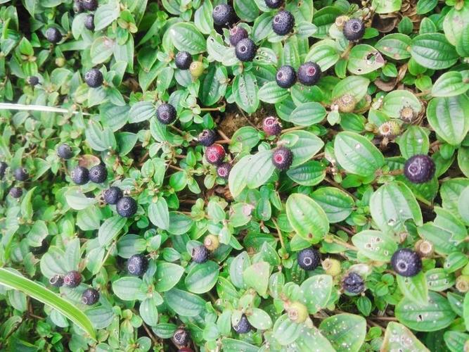 地稔的作用和功效(你不知道的营养价值)