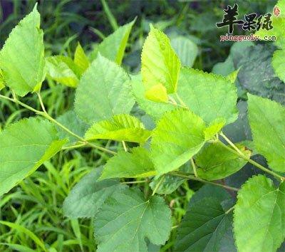 桑叶的功效与作用及食用方法